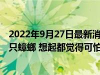 2022年9月27日最新消息速報 1只蟑螂1年可繁衍出1000萬只蟑螂 想起都覺得可怕