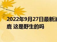 2022年9月27日最新消息速報 官方回應(yīng)大連海邊出現(xiàn)梅花鹿 這是野生的嗎