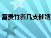 富貴竹養(yǎng)幾支催姻緣（富貴竹養(yǎng)幾支最旺運(yùn)）