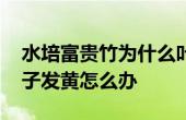 水培富貴竹為什么葉子老黃 水養(yǎng)富貴竹的葉子發(fā)黃怎么辦