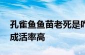 孔雀魚(yú)魚(yú)苗老死是咋回事 新下小孔雀魚(yú)咋養(yǎng)成活率高